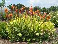 Bengal Tiger Canna / Canna 